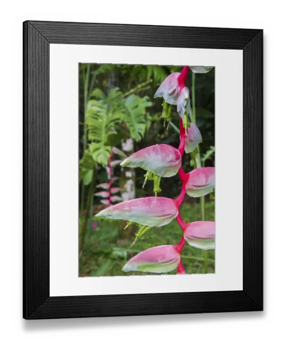 Framed Print : Heliconia; Asa Wright Nature Preserve Framed Print : Heliconia; Asa Wright Nature Preserve