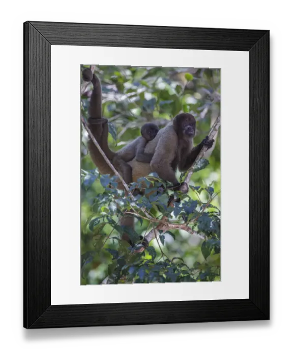 Framed Print : Woolly monkeys, Amazonas, Brazil Framed Print : Woolly monkeys, Amazonas, Brazil