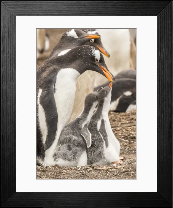 Framed Print : Falkland Islands, Sea Lion Island. Gentoo penguin with chicks Framed Print : Falkland Islands, Sea Lion Island. Gentoo penguin with chicks