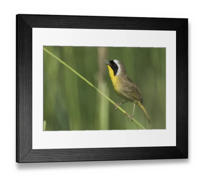 Framed Print : Common Yellow-throated Warbler Singing Framed Print : Common Yellow-throated Warbler Singing