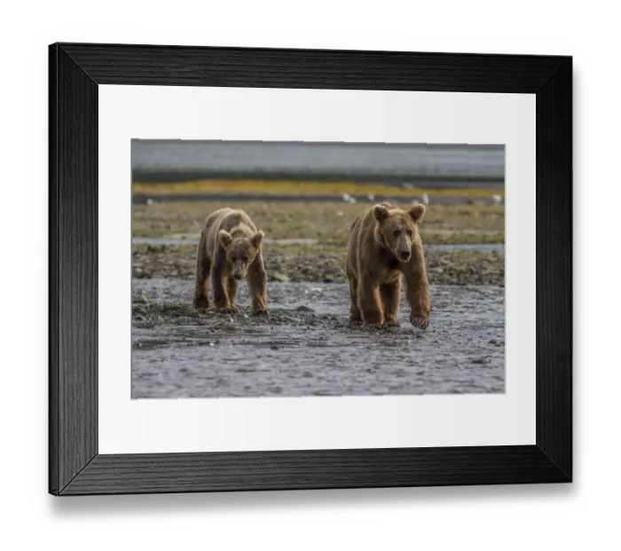 Framed Print : North America, USA, Alaska, Katmai National Park Framed Print : North America, USA, Alaska, Katmai National Park
