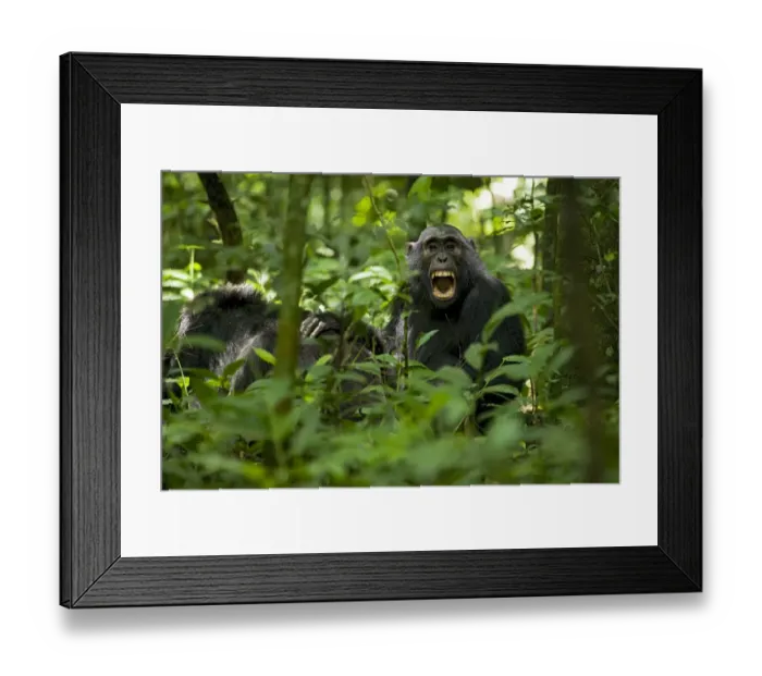Framed Print : Africa, Uganda, Kibale National Park, Ngogo Chimpanzee Project Framed Print : Africa, Uganda, Kibale National Park, Ngogo Chimpanzee Project