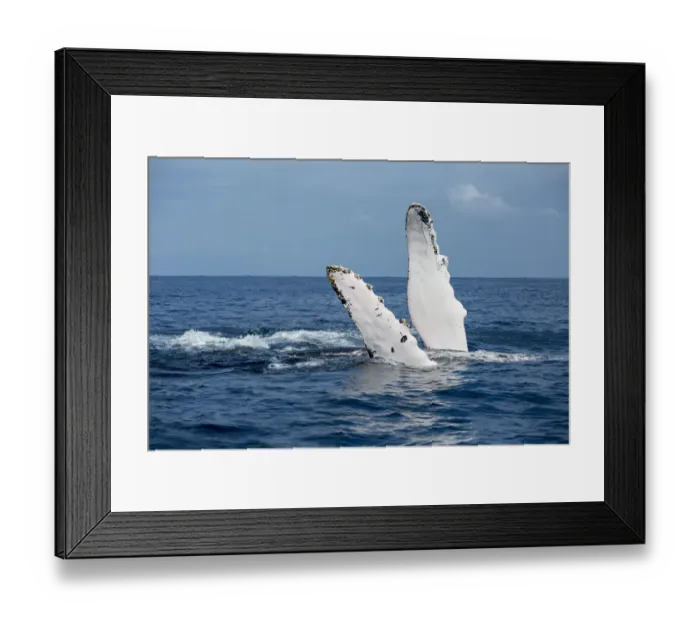 Framed Print : A humback whale floats on its back while displaying its pectoral fins on the surface of blue water of the Silver Bank, Dominican Republic Framed Print : A humback whale floats on its back while displaying its pectoral fins on the surface of blue water of the Silver Bank, Dominican Republic
