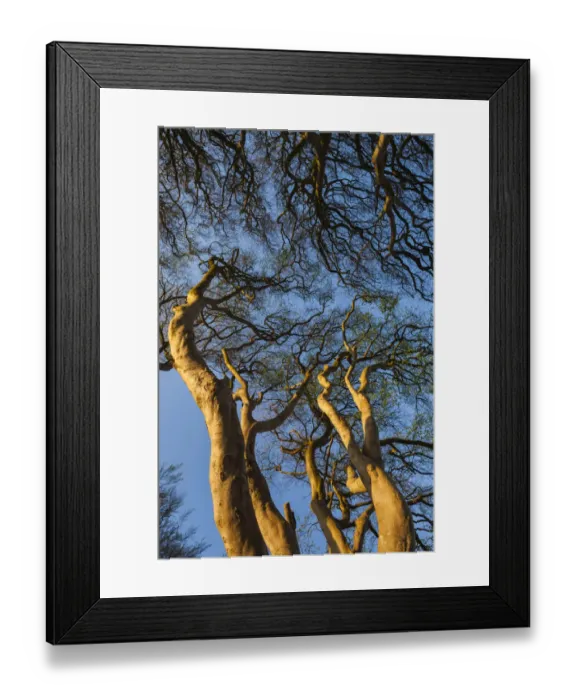 Framed Print : UK, Northern Ireland, County Antrim, Ballymoney, The Dark Hedges, tree-lined road at dawn Framed Print : UK, Northern Ireland, County Antrim, Ballymoney, The Dark Hedges, tree-lined road at dawn