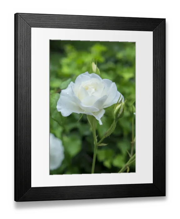 Framed Print : Iceberg Rose, USA