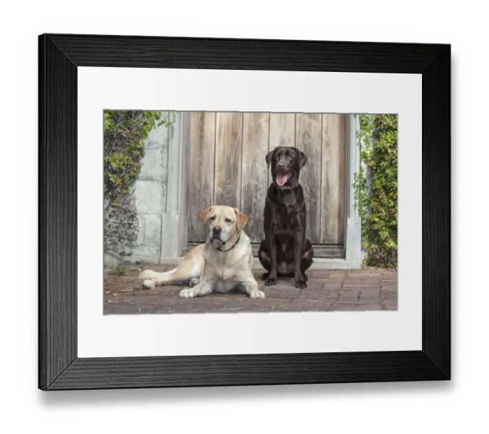 Framed Print : Yellow and Chocolate Labrador Retrievers sitting on rock patio