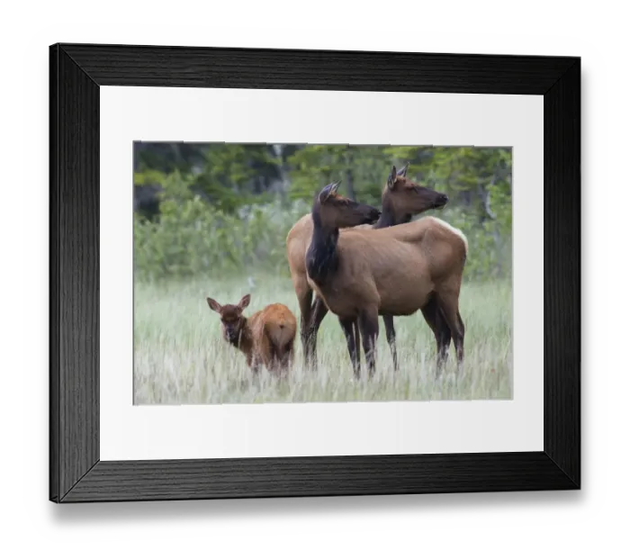 Framed Print : Rocky Mountain Cow Elk with Calf Framed Print : Rocky Mountain Cow Elk with Calf