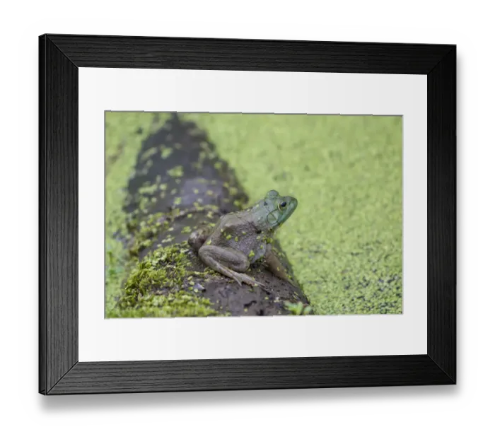Framed Print : 02471-00606 American Bullfrog (Lithobates catesbeianus) in pond with duckweed Marion Co Framed Print : 02471-00606 American Bullfrog (Lithobates catesbeianus) in pond with duckweed Marion Co
