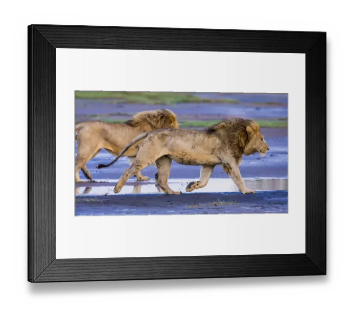 Framed Print : Africa. Tanzania. Male African lions (Panthera leo) at Ndutu in Serengeti NP Framed Print : Africa. Tanzania. Male African lions (Panthera leo) at Ndutu in Serengeti NP