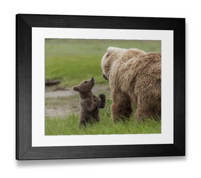 Framed Print : North America, USA, Alaska, Katmai National Park, Hallo Bay. Coastal Brown Bear, Grizzly
