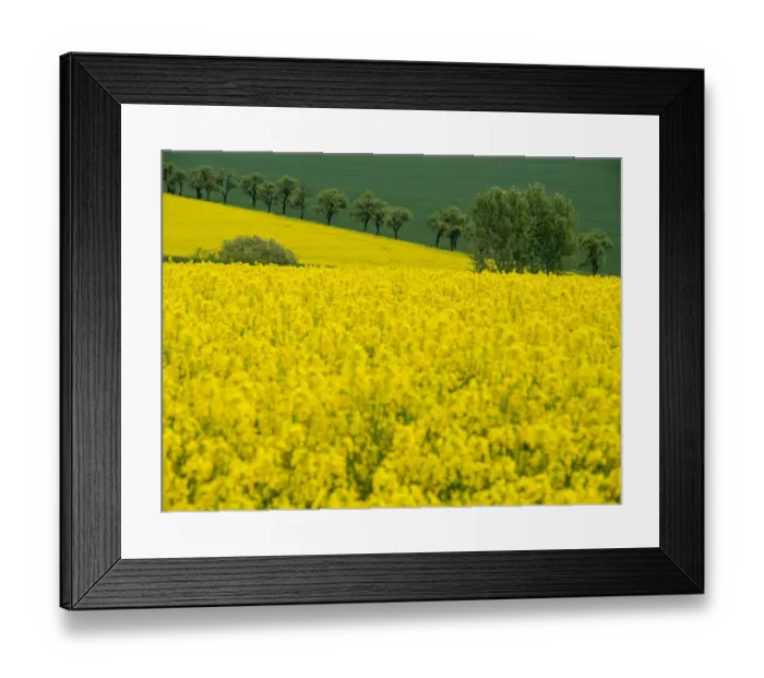 Framed Print : Europe, Czech Republic. Trees and canola field Framed Print : Europe, Czech Republic. Trees and canola field