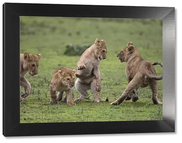 Africa. Tanzania. African lion cubs (Panthera leo) mock fighting at Ndutu in Serengeti NP