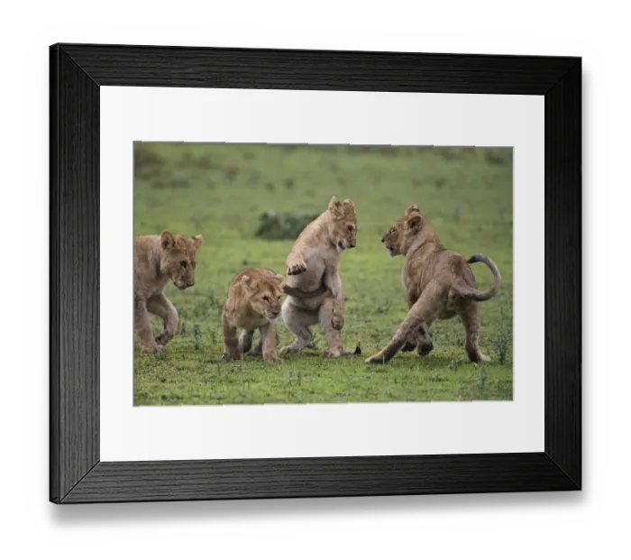 Framed Print : Africa. Tanzania. African lion cubs (Panthera leo) mock fighting at Ndutu in Serengeti NP Framed Print : Africa. Tanzania. African lion cubs (Panthera leo) mock fighting at Ndutu in Serengeti NP