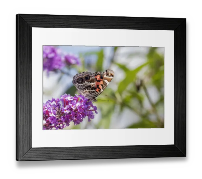 Framed Print : 03405-00505 American Lady (Vanessa virginiensis) on Butterfly Bush (Buddleja davidii) Marion Co