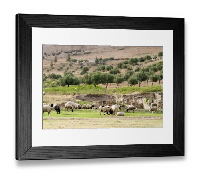 Framed Print : Sheep in front of Temple of Apollo, Roman ruins of Bulla Regia, Tunisia, North Africa
