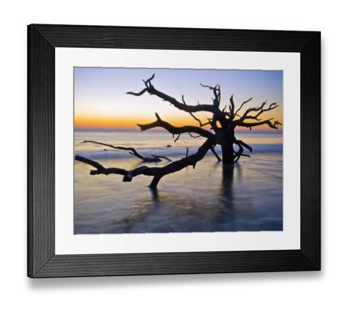 Framed Print : USA, Georgia, Jekyl Island, tree, ocean Framed Print : USA, Georgia, Jekyl Island, tree, ocean