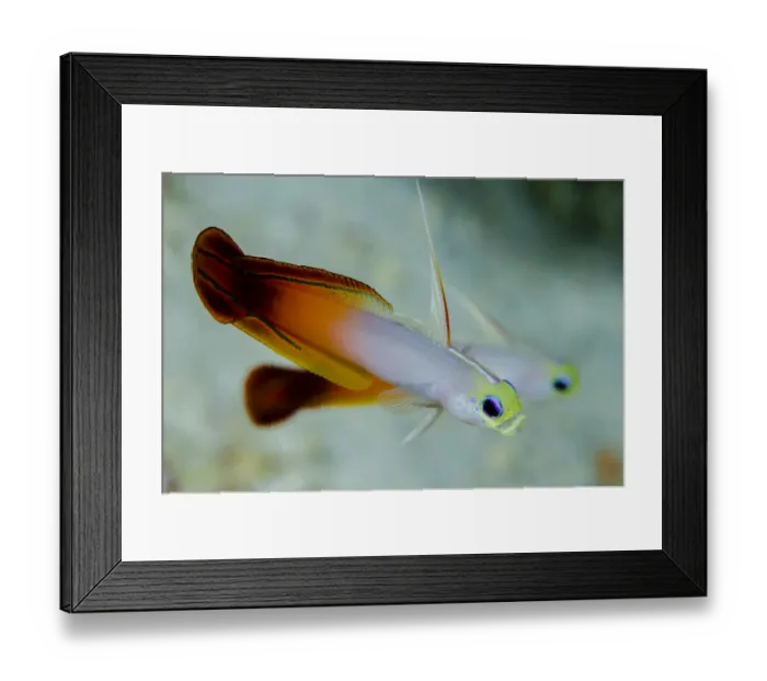 Framed Print : South Pacific, Solomon Islands. Close-up of fire dartfish