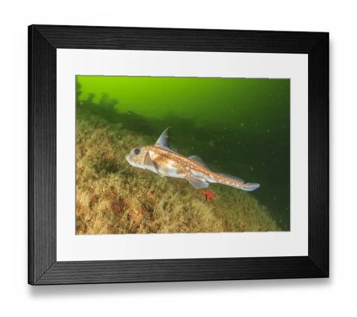 Framed Print : Ratfish (Hydrolagus colliei), Foggy Bay, South East Alaska, Inside Passage Framed Print : Ratfish (Hydrolagus colliei), Foggy Bay, South East Alaska, Inside Passage