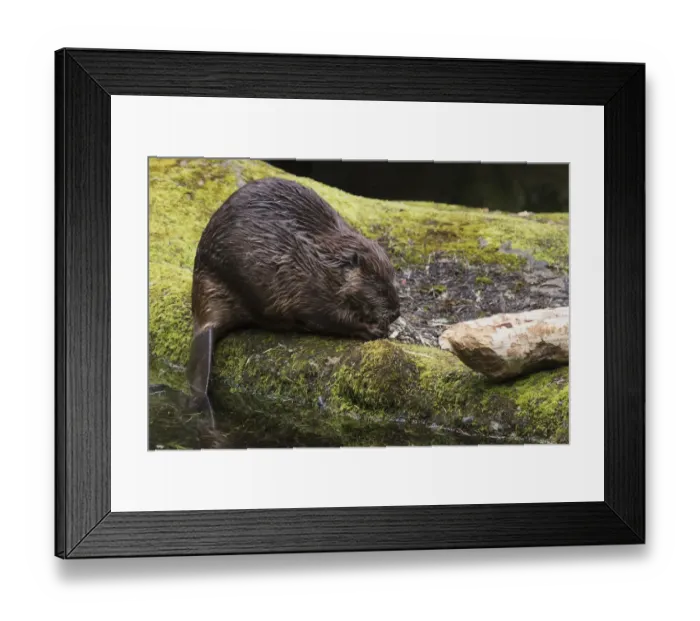 Framed Print : Beaver with cut log Framed Print : Beaver with cut log