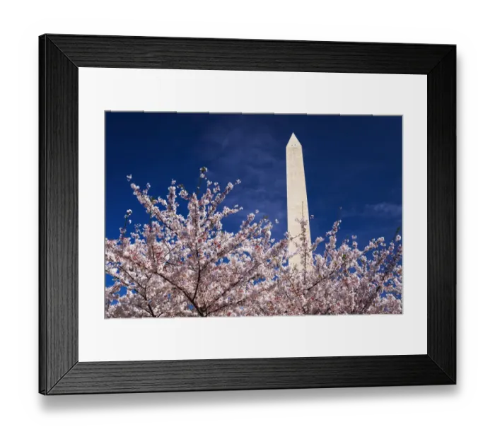 Framed Print : Cherry blossoms under the Washington Monument, Washington, DC USA