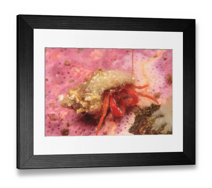 Framed Print : Orange Hermit Crab (Ellassochirus gilli) Saint Lazerius Island near Sitka, S. E Framed Print : Orange Hermit Crab (Ellassochirus gilli) Saint Lazerius Island near Sitka, S. E
