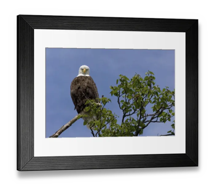 Framed Print : Katmai Peninsula, Alaska, U. S. A. American Bald Eagle Framed Print : Katmai Peninsula, Alaska, U. S. A. American Bald Eagle