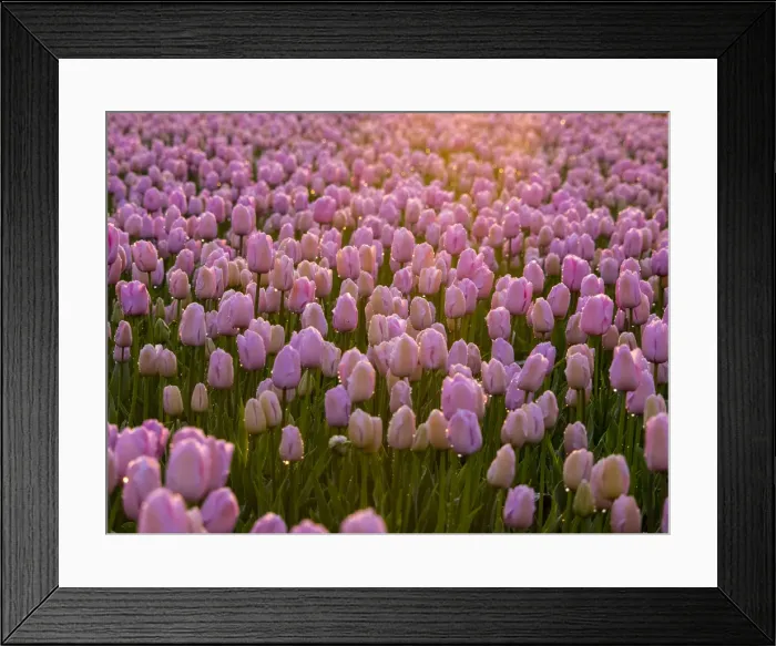 Framed Print : Europe; Netherlands; Nord Holland; Selective Focus of Tulip field with dew drops Framed Print : Europe; Netherlands; Nord Holland; Selective Focus of Tulip field with dew drops