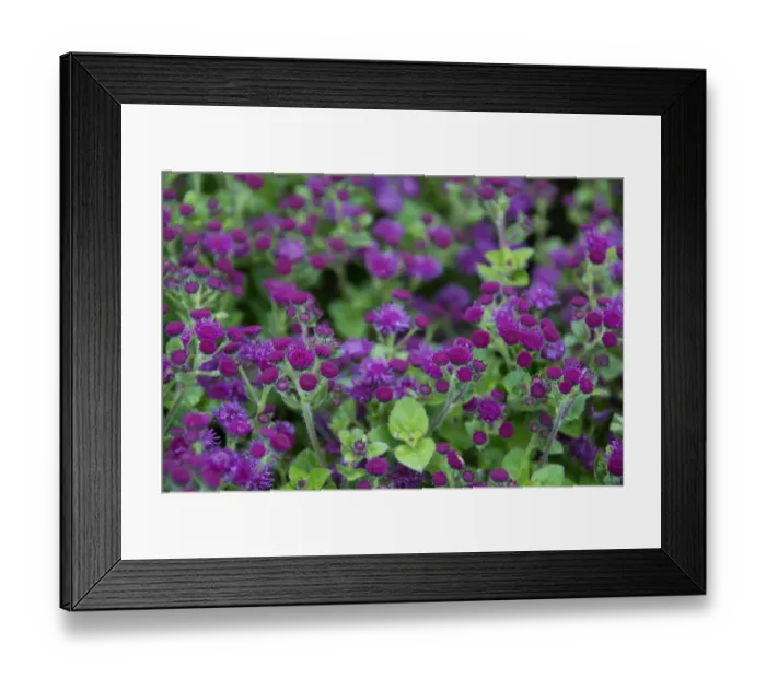 Framed Print : Close up of purple and green flowers Framed Print : Close up of purple and green flowers