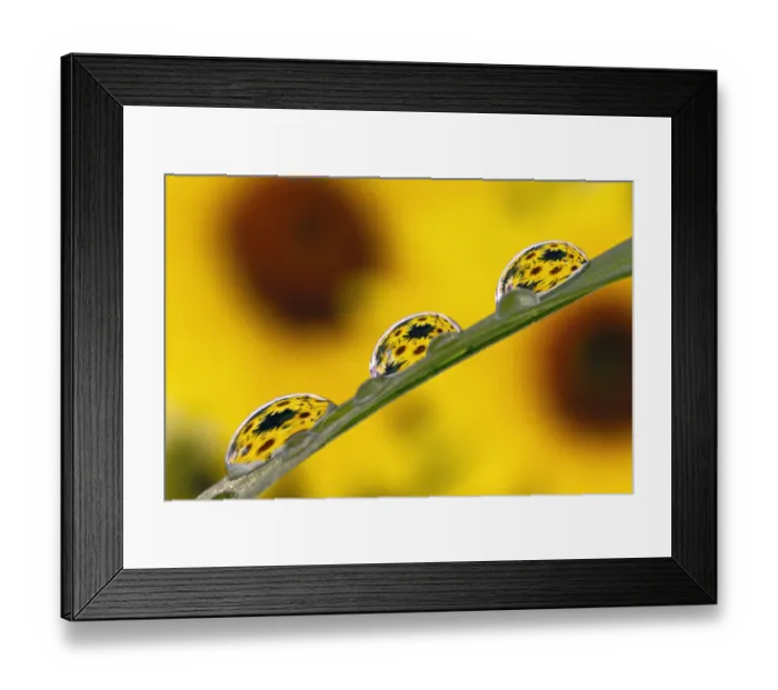 Framed Print : Black eyed Susans refracted in dew drops on blade of grass Framed Print : Black eyed Susans refracted in dew drops on blade of grass