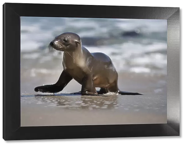 USA, California, La Jolla. Baby sea lion on beach