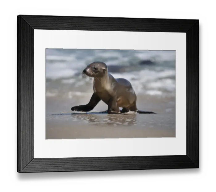Framed Print : USA, California, La Jolla. Baby sea lion on beach