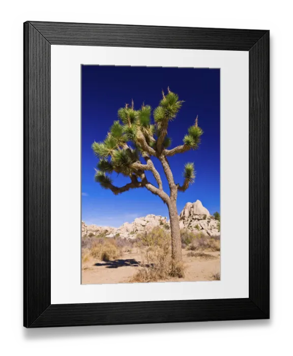 Framed Print : Joshua tree and boulders, Joshua Tree National Park, California USA Framed Print : Joshua tree and boulders, Joshua Tree National Park, California USA