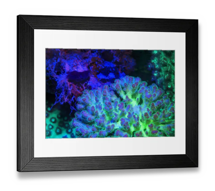 Framed Print : Fused Staghorn Coral, Day Fluorescing, Palau, Rock Islands-World Herititage Site Framed Print : Fused Staghorn Coral, Day Fluorescing, Palau, Rock Islands-World Herititage Site