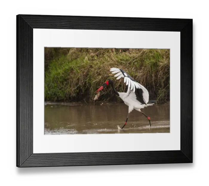 Framed Print : Kenya, saddle-billed stork, with fish Framed Print : Kenya, saddle-billed stork, with fish