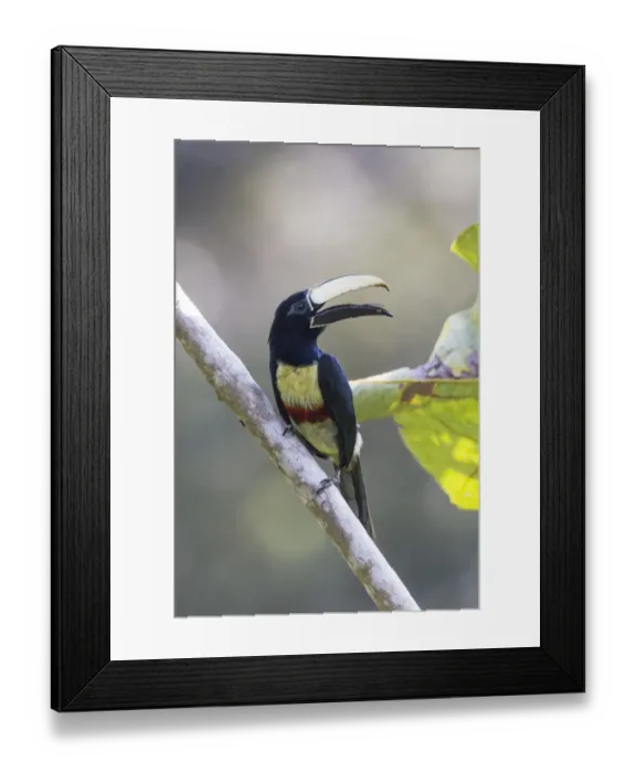 Framed Print : South America, Brazil, State of Amazonas, The Amazon, Near Manaus, black-necked aracari Framed Print : South America, Brazil, State of Amazonas, The Amazon, Near Manaus, black-necked aracari