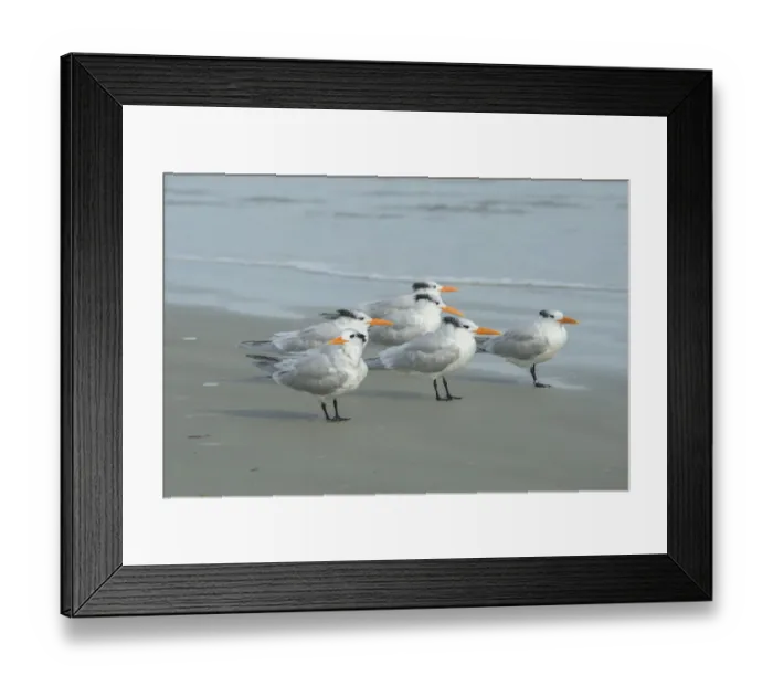 Framed Print : Royal Tern, New Smyrna Beach, Florida, USA Framed Print : Royal Tern, New Smyrna Beach, Florida, USA