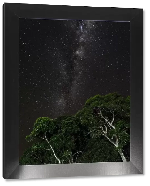 Light painted tree in the foreground with the Milky Way Galaxy in the background of this night photograph taken in the Brazilian Pantanal