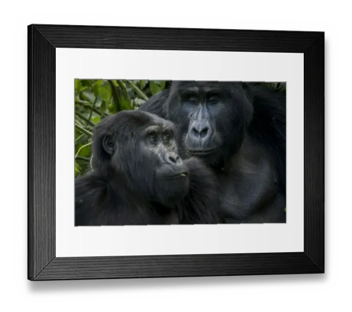 Framed Print : Mountain gorilla (Gorilla beringei beringei). Bwindi Impenetrable Forest. Uganda Framed Print : Mountain gorilla (Gorilla beringei beringei). Bwindi Impenetrable Forest. Uganda