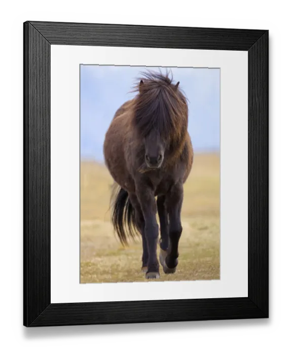 Framed Print : Iceland. Icelandic horse in sunset light