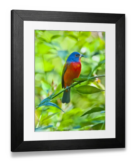 Framed Print : North America, USA, Florida, Immokalee, Painted Bunting Framed Print : North America, USA, Florida, Immokalee, Painted Bunting
