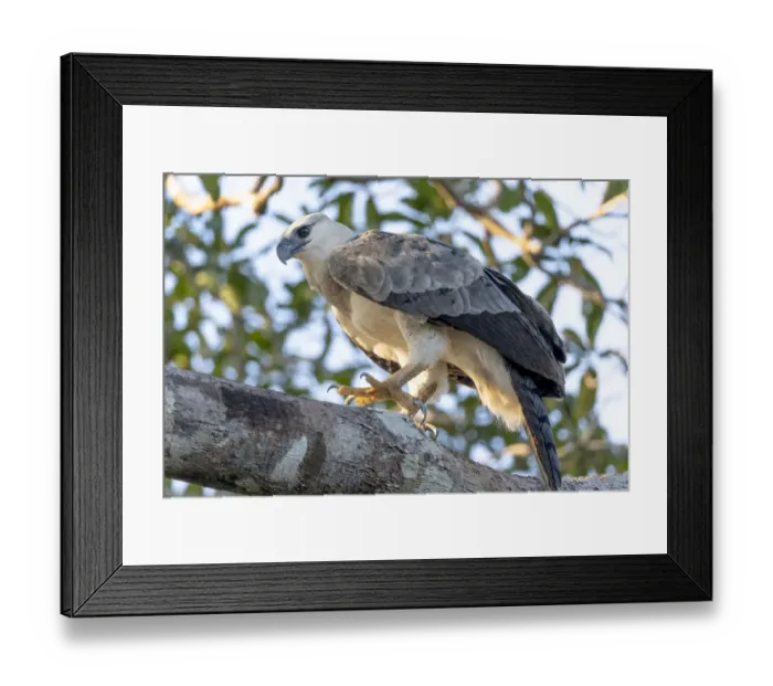 Framed Print : South America, Brazil, State of Amazonas, The Amazon, Near Manaus, harpy eagle, Harpia harpyja