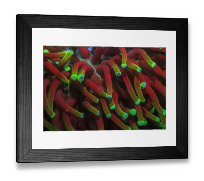 Framed Print : Indo Pacific Sea Anemone, Day Fluorescing, Palau, Rock Islands-World Herititage Site Framed Print : Indo Pacific Sea Anemone, Day Fluorescing, Palau, Rock Islands-World Herititage Site