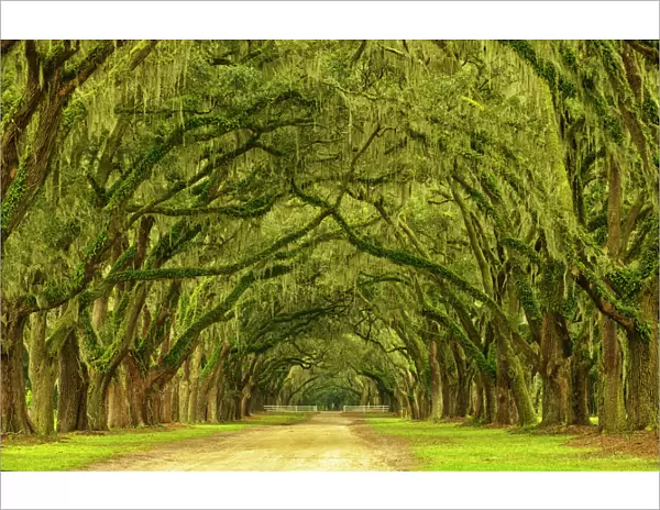 USA; North America; Georgia; Savannah; Mile long oak drive at Wormsloe Plantaion