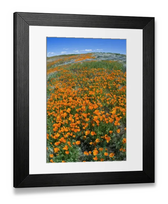 Framed Print : California Poppies (Eschscholzia californica), Antelope Valley, California USA