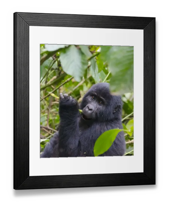 Framed Print : 3-year-old Gorilla baby in the forest, Bwindi Impenetrable National Park, Uganda Framed Print : 3-year-old Gorilla baby in the forest, Bwindi Impenetrable National Park, Uganda