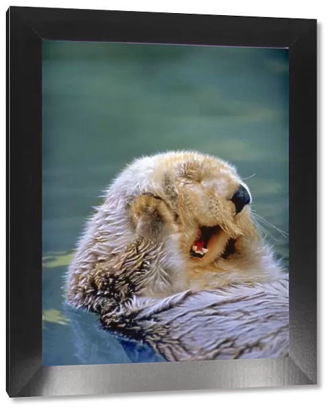 Yawning Endangered California Sea Otter (Enhydra luris) floating face up, Monterey, CA
