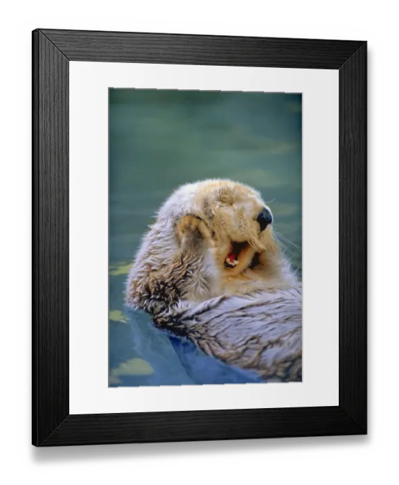 Framed Print : Yawning Endangered California Sea Otter (Enhydra luris) floating face up, Monterey, CA Framed Print : Yawning Endangered California Sea Otter (Enhydra luris) floating face up, Monterey, CA