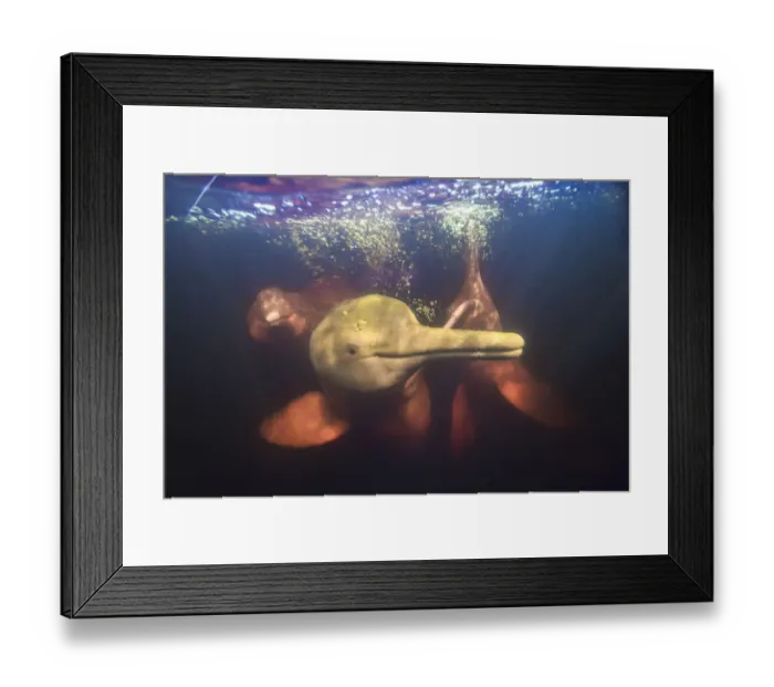 Framed Print : Amazon river dolphins, Amazonas, Brazil Framed Print : Amazon river dolphins, Amazonas, Brazil