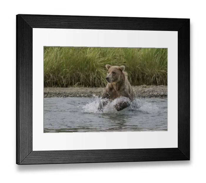 Framed Print : North America, USA, Alaska, Katmai National Park