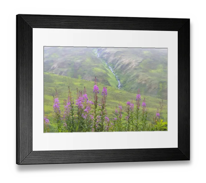 Framed Print : USA, Alaska. Fireweed and Upper Willow Creek